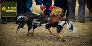 Gà Chọi Cựa Dao - Trải Nghiệm Những Màn Đấu Đầy Kịch Tính