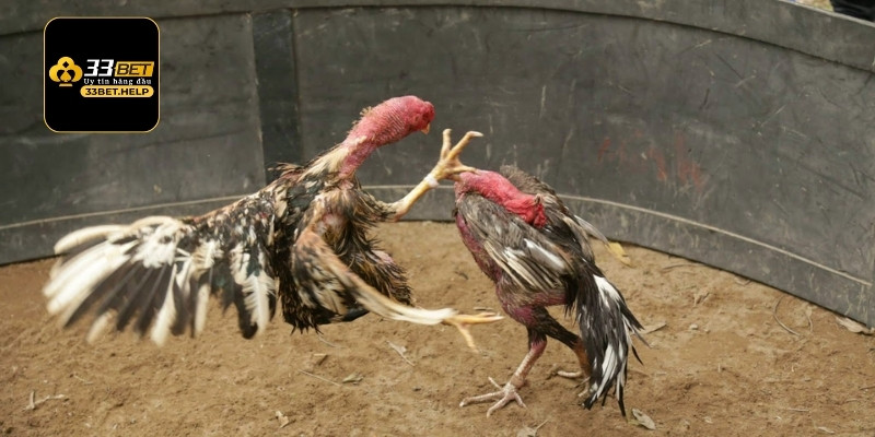 Chiến lược cá cược đá gà cực hiệu quả dành cho người mới bắt đầu