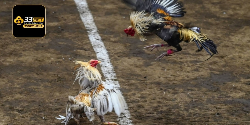 Chiến thuật chơi cá cược đá gà chiến thắng lớn cho người mới bắt đầu