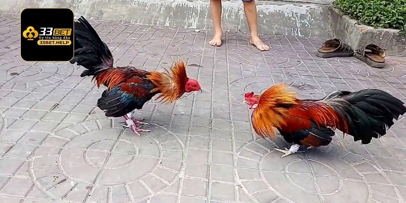 Những cửa cược chính xuất hiện trong trận đấu đá gà bạn nên biết