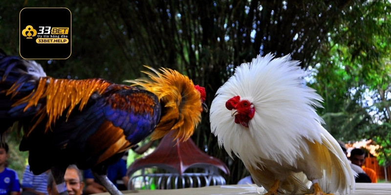 Thông tin khái quát chi tiết nhất về bộ môn đá gà Thomo