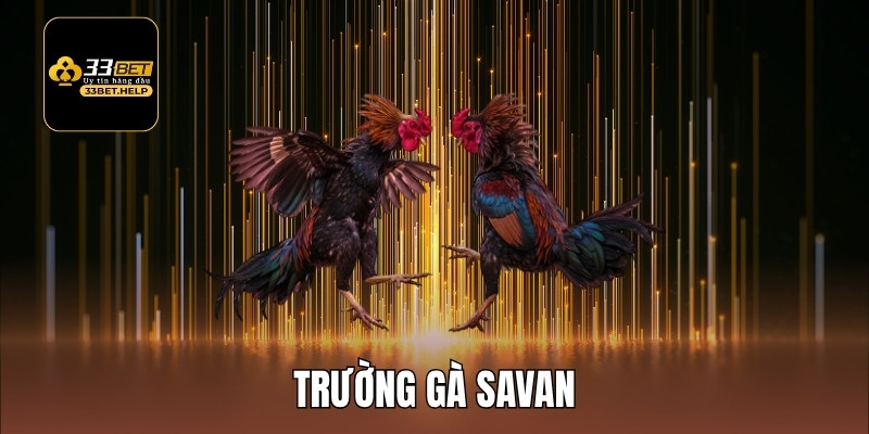 Trường Gà Savan - Nơi Theo Dõi Trận Chiến Kê Kinh Điển