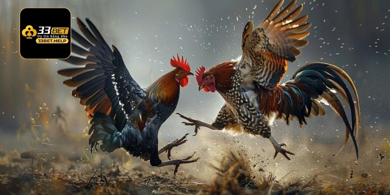 Ưu điểm thu hút sự chú ý của khán giả tại Savan